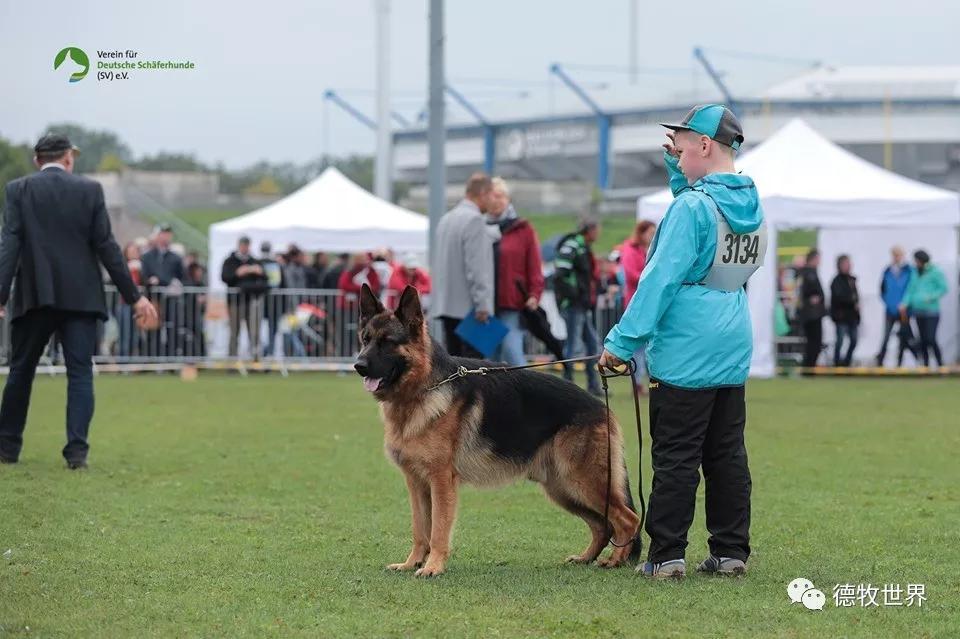 包含塞尔维亚队前途光明！，德罗巴新星领先优势明显表现突出赛场气氛高涨的词条-jiuyou